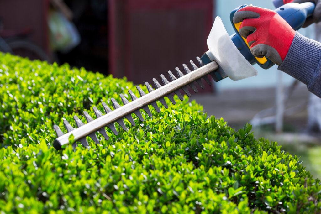 Tree Trimming & Shrub Pruning - Taylor Expert Arborists
