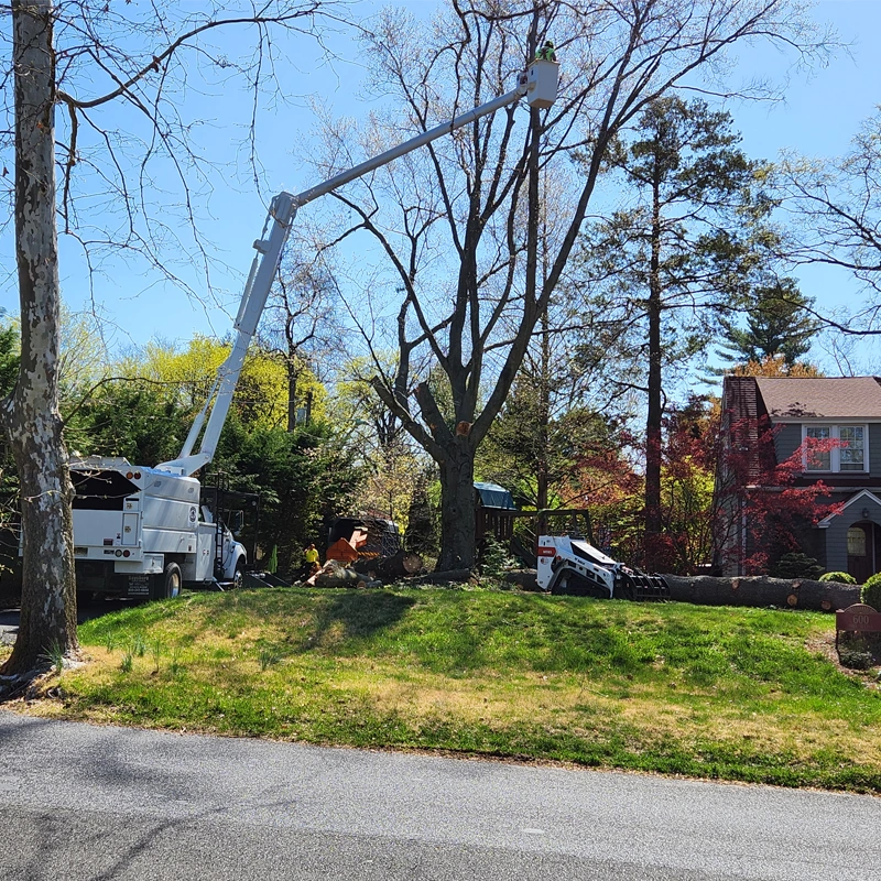 Tree Removal Services