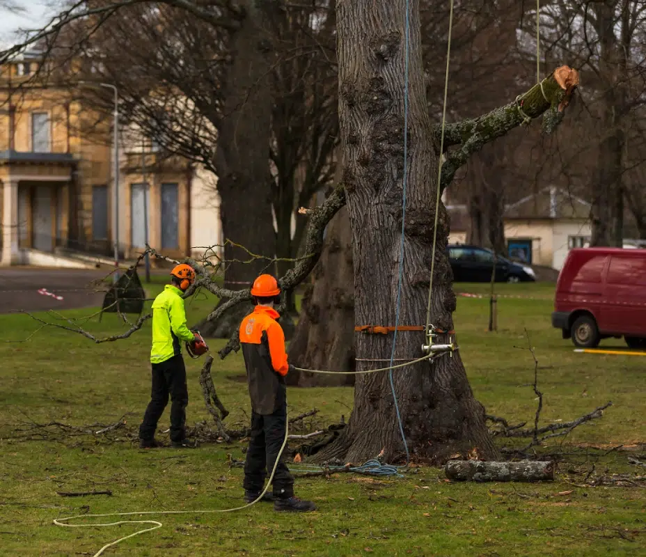 Borough of Riverson Tree Removal