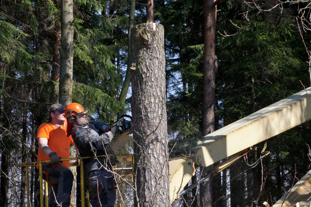 Maple Shade Township Tree Removal and Replacement Requirements
