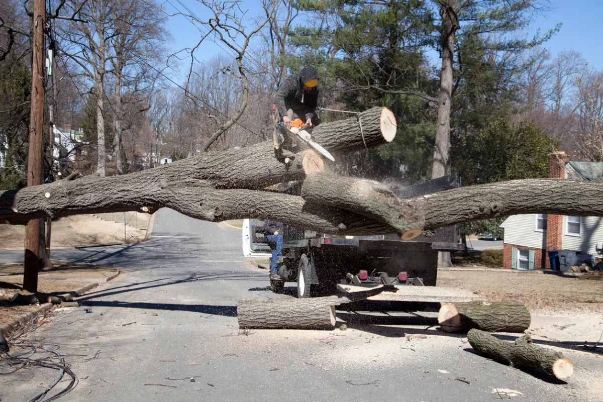 Moorestown Township Tree Removal and Replacement Requirements