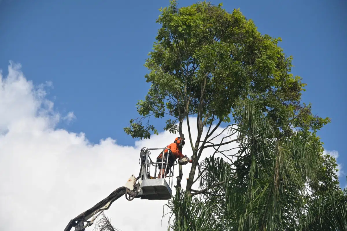 Mount Laurel Township Tree Removal