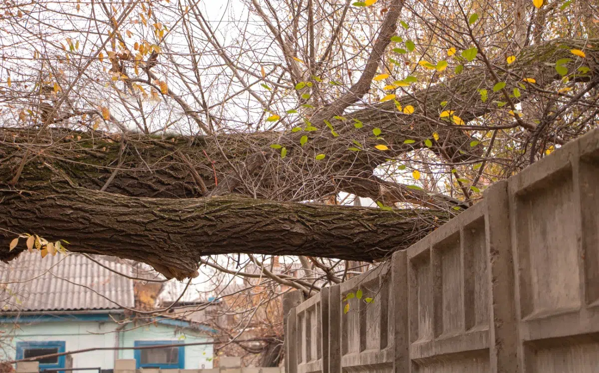 Tree Falls on Your Neighbor's Property_