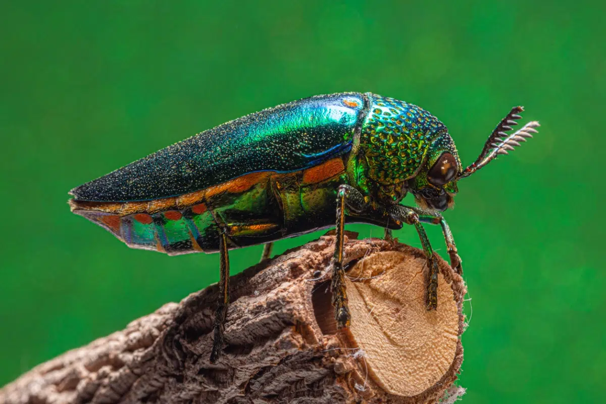 Emerald Ash Borer